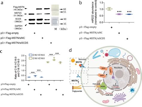 mstn flirt|Myostatin regulates fatty acid desaturation and fat deposition。